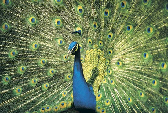 Pavo cristatus, The Indian Blue Peacock of the Pheasant family, Phasianidae is also known in Sanskrit language as "Neela KantaH". "Neela KantaH" or Pavo cristatus, family Phasianidae, a large pheasant with a metallic blue green body; the male is celebrated for its beauty and is endowed with strong "CROWING" voice.