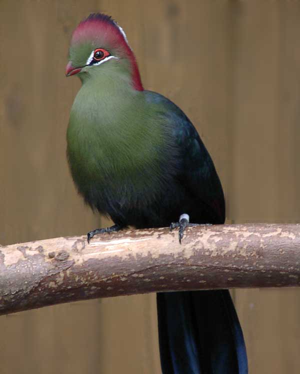 WHoleDude-WholeDesigner: Fischer's Turaco fischeri is unique. It produces its own special green pigment called turacoverdin.