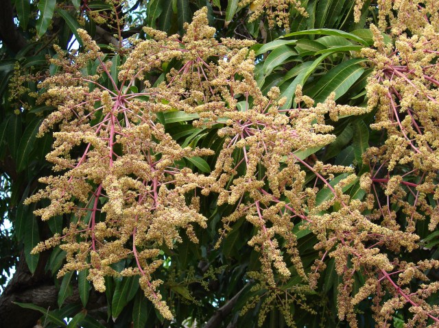 THE LORD OF SPRING SEASON - MADHAVA: In Indian tradition, the Spring Season is called 'BASANT', 'VASANT', or 'MADHAVAM'. A chief, alluring feature of this Season is the flowering of plants. Mangifera indica, the MANGO plant, native of India bears flowers and promises to deliver its sweet, and delicious fruits.