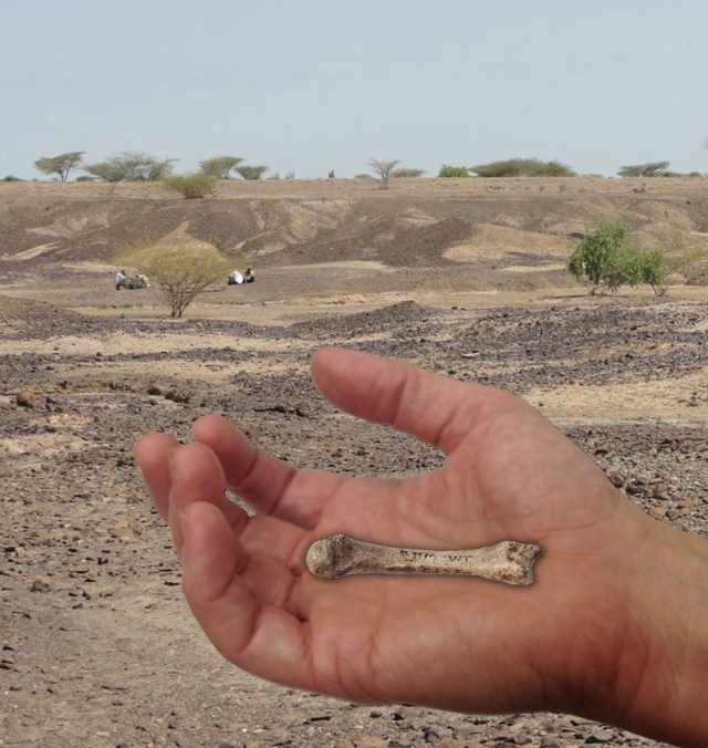SPIRITUALITY SCIENCE - THE ORIGIN OF HUMAN SPECIES: The discovery of this Metacarpal Bone of the Middle Finger at Kaitio site, West Turkana, Kenya, that could be more than 1.42 million years old raised the hope of finding an intermediate link between the Human Species and other Anthropoid Apes.