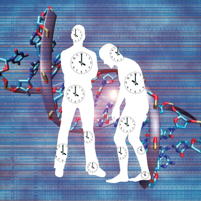 SPIRITUALITY SCIENCE - THE ETERNAL LAW OF AGING: THERE ARE SEVERAL THEORIES ABOUT SENESCENCE. APART FROM THE MEASUREMENT OF CHRONOLOGICAL AGE, IT WOULD BE VERY USEFUL TO ASSESS AND MEASURE THE BIOLOGICAL AGE OF THE HUMAN ORGANISM AS THAT WOULD HELP TO PREDICT AGE-RELATED CHANGES IN THE STRUCTURE AND FUNCTION AND INVENT INTERVENTION MECHANISMS TO REDIRECT OR REGULATE THE AGING PROCESS.