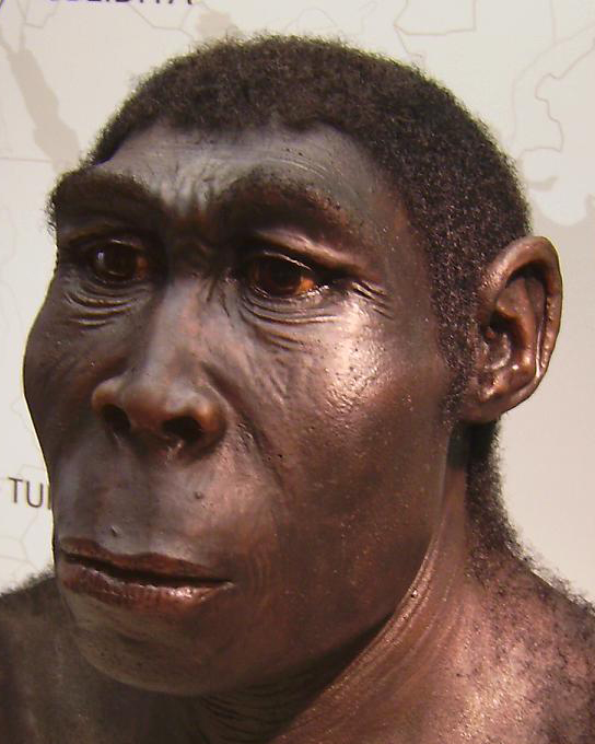 SPIRITUALITY SCIENCE - THE ORIGIN OF HUMAN SPECIES: A REPLICA OF HOMINID, HOMO ERECTUS FROM AFRICA.