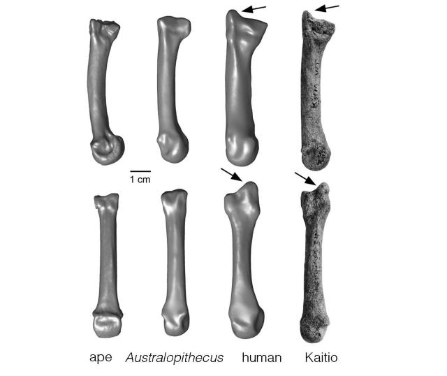 SPIRITUALITY SCIENCE - THE ORIGIN OF HUMAN SPECIES: COMPARATIVE ANATOMY IS USED AS EVIDENCE TO VALIDATE THE THEORY OF EVOLUTION. THIS PHOTO IMAGE OF METACARPAL BONES OF DIFFERENT SPECIES COMPARES THE STYLOID PROCESS AT THE END OF THE BONE THAT CONNECTS TO THE WRIST. THE BONE STRUCTURE IS SIMILAR IN MAN, NEANDERTHALS, AND OTHER ARCHAIC HOMINID SPECIES THAT HAVE GRASPING THUMB AND FINGERS AND GIVE THE FUNCTIONAL ABILITY CALLED THE PRECISION GRIP.
