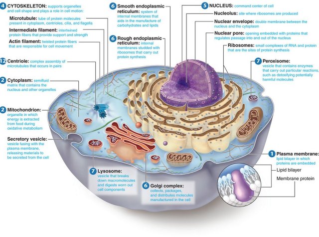 SPIRITUALITY SCIENCE - THE ETERNAL LAW OF AGING: A BASIC UNDERSTANDING OF THE STRUCTURE AND FUNCTIONS OF THE CELL AND ITS COMPONENT PARTS IS IMPORTANT TO UNDERSTAND THE AGING PROCESS. THE TIME FACTOR INFLUENCES THE DNA, THE GENES, THE CHROMOSOMES, AND THE NUCLEUS AND THE CYTOPLASM IS OPERATED BY A SPIRITUAL NATURE THAT HAS ATTRIBUTES SUCH AS IMMUTABLE, IMPERISHABLE, IMMORTAL, OR ETERNAL. THE DNA AND ITS RELATED STRUCTURES LEAD A DEPENDENT EXISTENCE DERIVING MATTER AND ENERGY SUPPLIED BY THE SPIRITUAL POWER OF CYTOPLASM.