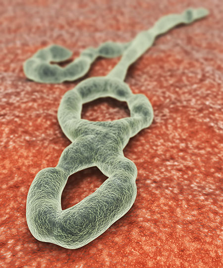 SPIRITUALITY SCIENCE - EBOLA VIRUS - BIOTIC INTERACTIONS: SCIENTISTS HAVE DESCRIBED ABOUT SEVEN STRAINS OF THE VIRUS AND FOUR STRAINS ARE FOUND IN HUMAN INFECTIONS. IN WEST AFRICA, THE VIRUS STRAIN HAS UNDERGONE SEVERAL MUTATIONS WHILE SPREADING FROM MAN TO MAN.