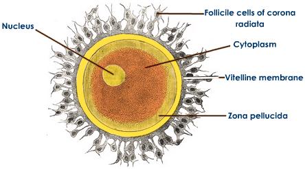 SPIRITUALITY SCIENCE - ESSENCE - IDENTITY - UNITY - EXISTENCE : THIS FERTILIZED HUMAN OVUM OR EGG CELL BEGINS THE LIFE JOURNEY OF MAN. FROM THE BEGINNING, THERE IS UNITY BETWEEN, BODY, MIND, SOUL, AND GOD.