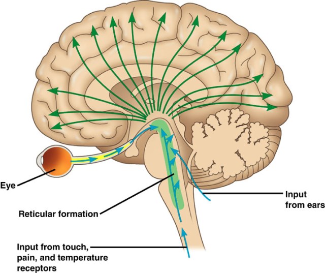 SPIRITUALITY SCIENCE - THE KNOWER - THE KNOWING-SELF : IN THIS IMAGE OF HUMAN BRAIN, THE GREEN PORTION OF BRAIN STEM IS CALLED RETICULAR FORMATION. I AM PROPOSING TO CALL IT AS THE KNOWING-SELF AND IT IS THE "KNOWER" OF THE HUMAN BODY WHICH CONSTANTLY CHANGES ITS MORPHOLOGICAL APPEARANCE UNDER THE INFLUENCE OF TIME CALLED THE AGING PROCESS.