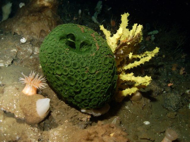 MENDEL'S LAWS OF INHERITANCE VS HUMAN EVOLUTION : SPONGES ARE INVERTEBRATE ANIMALS OF THE PHYLUM PORIFERA . SPONGES ARE AMONG THE LONGEST LIVING ANIMAL SPECIES OF EARTH . THEY APPEARED IN CAMBRIAN PERIOD ABOUT 570 MILLION YEARS AGO . ANTARCTIC SPONGE CAN LIVE FOR CENTURIES . OLDEST KNOWN SPONGE ESTIMATED AGE 1, 550 YEARS .