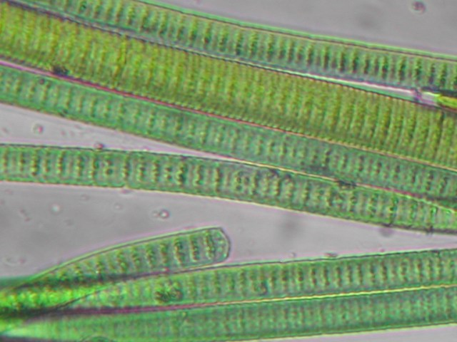 MENDEL'S LAWS OF INHERITANCE VS HUMAN EVOLUTION : THE CONSTANCY OF THE GENETIC CODE . BLUE-GREEN ALGAE, CYANOBACTERIA MAINTAIN THEIR SPECIES-SPECIFIC TRAITS FOR BILLIONS OF YEARS .
