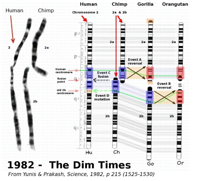 MENDEL'S LAWS OF INHERITANCE VS HUMAN EVOLUTION : CHIMPANZEE AND OTHER APES HAVE 48 CHROMOSOMES WHEREAS MAN HAS ONLY 46 CHROMOSOMES . CHROMOSOMES 2a AND 2b FOUND IN APES IS OF PARTICULAR INTEREST .