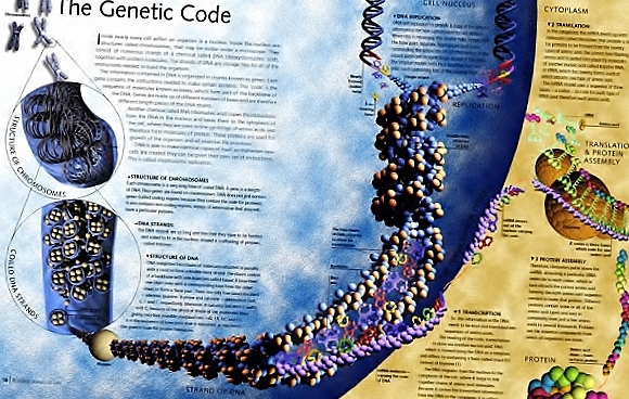 MENDEL'S LAWS OF INHERITANCE VS HUMAN EVOLUTION :