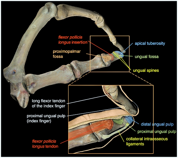 MENDEL'S LAWS OF INHERITANCE VS HUMAN EVOLUTION : THE ANATOMICAL STRUCTURES INVOLVED IN PRECISION GRIP .