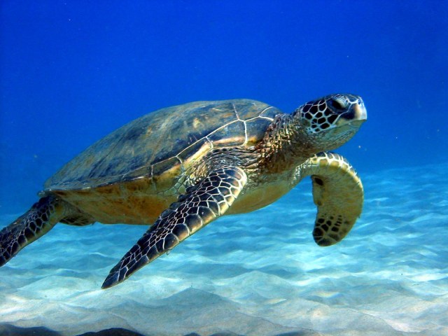 MENDEL'S LAWS OF INHERITANCE VS HUMAN EVOLUTION : THE ORIGIN OF THE GENETIC CODE IS UNKNOWN . THE VAST MAJORITY OF ORGANISMS BREED WITH OTHER MEMBERS OF THEIR OWN SPECIES PROPAGATING THEIR OWN UNIQUE GENETIC CODES . WE KNOW ABOUT LONG-LIVED ORGANISMS LIKE SEA TURTLES BECAUSE OF THE CONSTANCY OF THEIR GENETIC CODES .