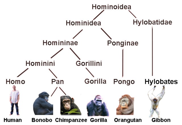 MENDEL'S LAWS OF INHERITANCE VS HUMAN EVOLUTION : TAXONOMY IS A BRANCH OF BIOLOGY THAT FORMULATES THE BASIS FOR SYSTEMATIC CATEGORIZATION OF ORGANISMS INTO CATEGORIES SUCH AS PHYLUM(OR DIVISION), CLASS, ORDER, FAMILY, SUB-FAMILY, GENUS, AND SPECIES . WITHIN THE GENUS HOMO SAPIENS, ANATOMICALLY MODERN MAN IS UNIQUE, AND DISTINCT FOR HUMAN NATURE STANDS BY ITSELF .